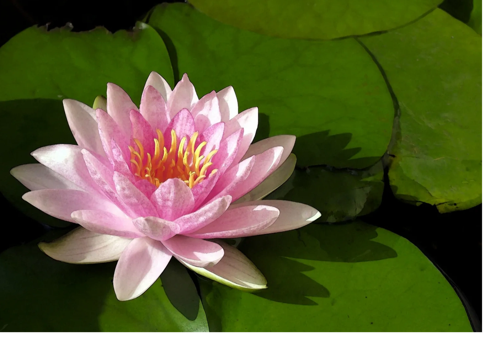 Kundalini Bianco Yoga logo