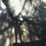 Koala Tree Care logo